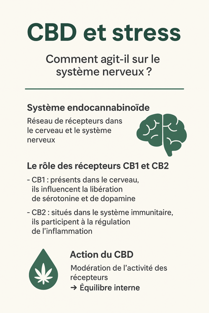Infographie CBD stress anxiété – action du cannabidiol sur le système nerveux pour favoriser détente et bien-être