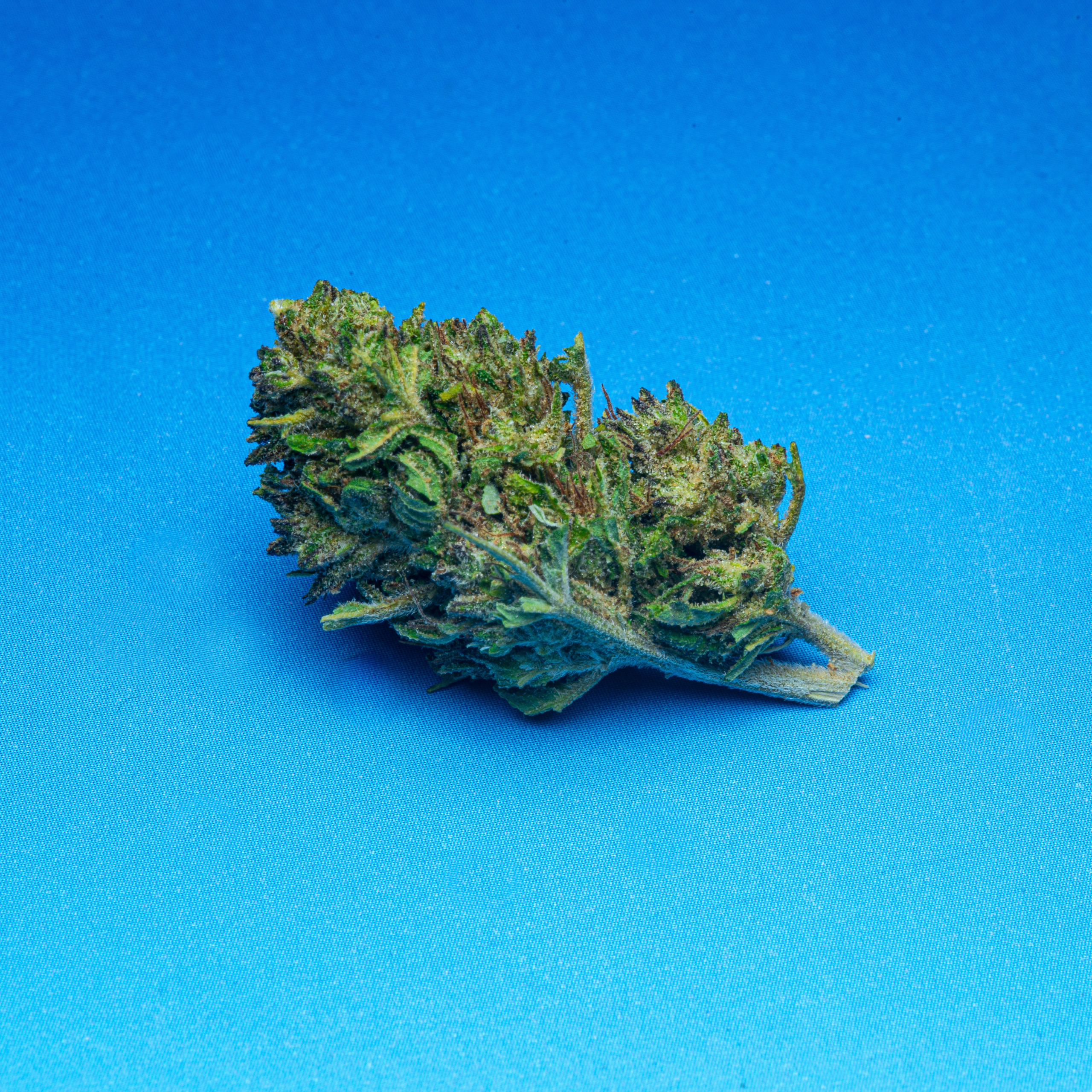 Le Club CBD (2026-02-11) AK-47 HD-1