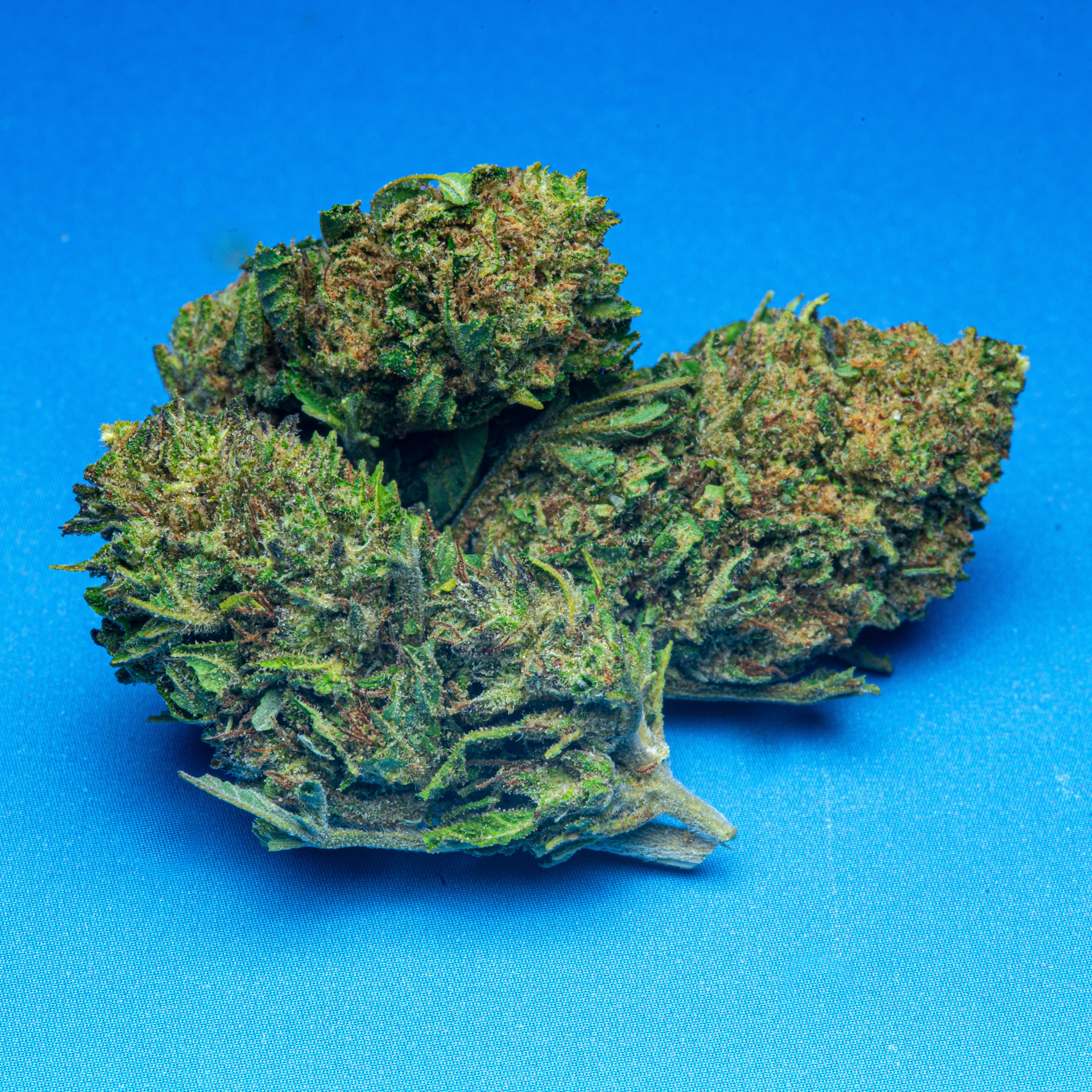 Le Club CBD (2026-02-11) AK-47 HD-2