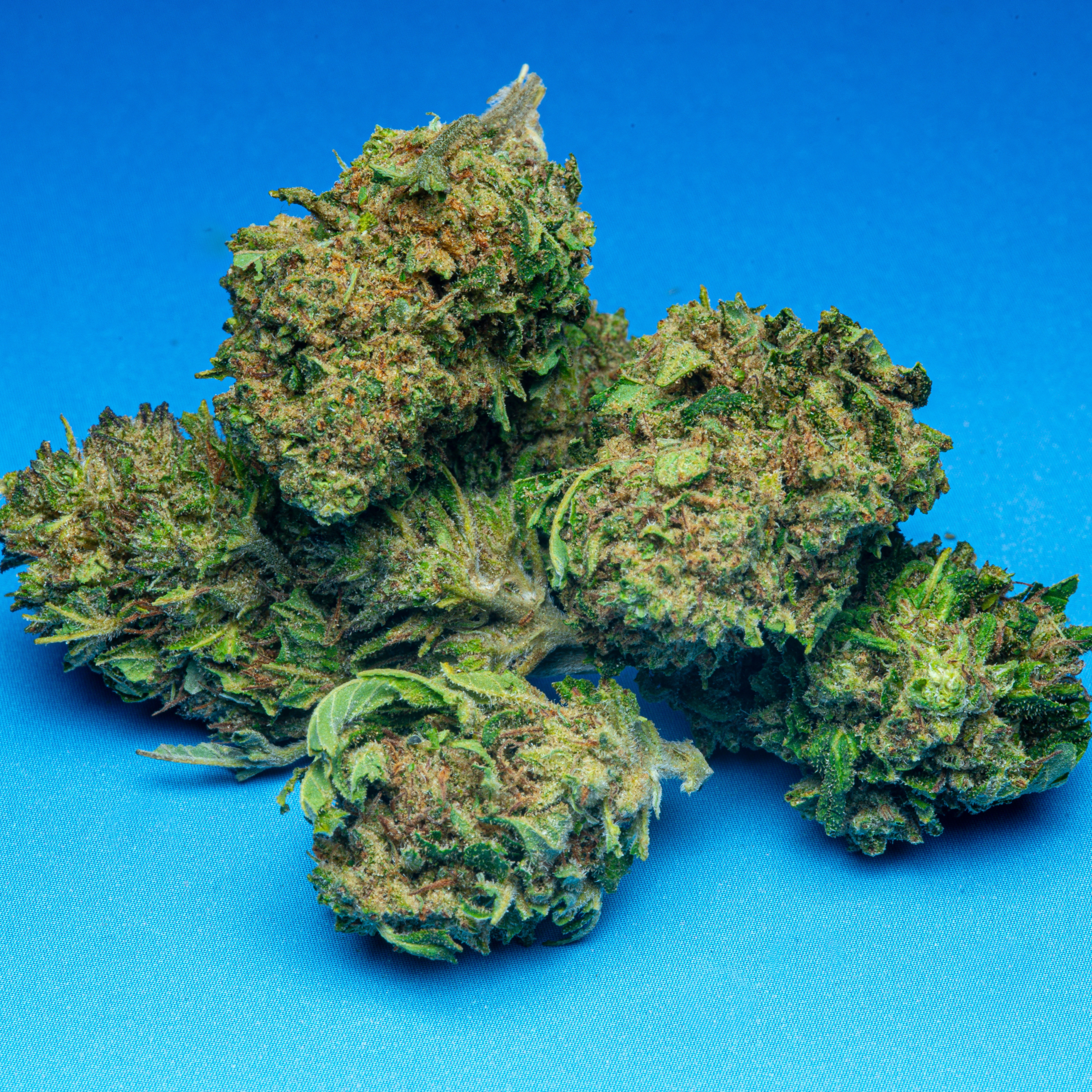 Le Club CBD (2026-02-11) AK-47 HD-5