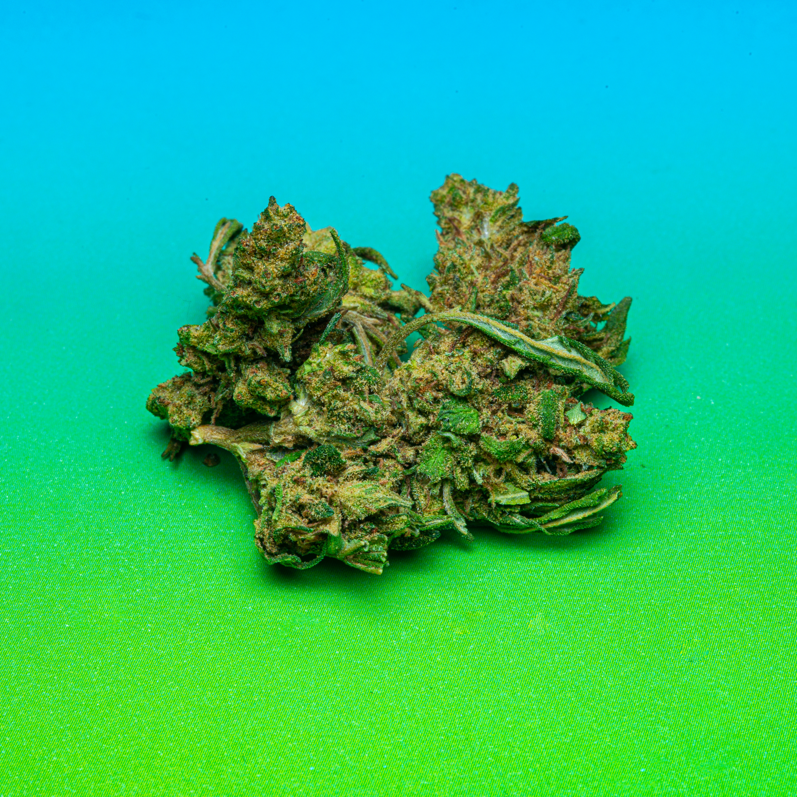 Le Club CBD (2026-02-11) Cannatomic HD-6