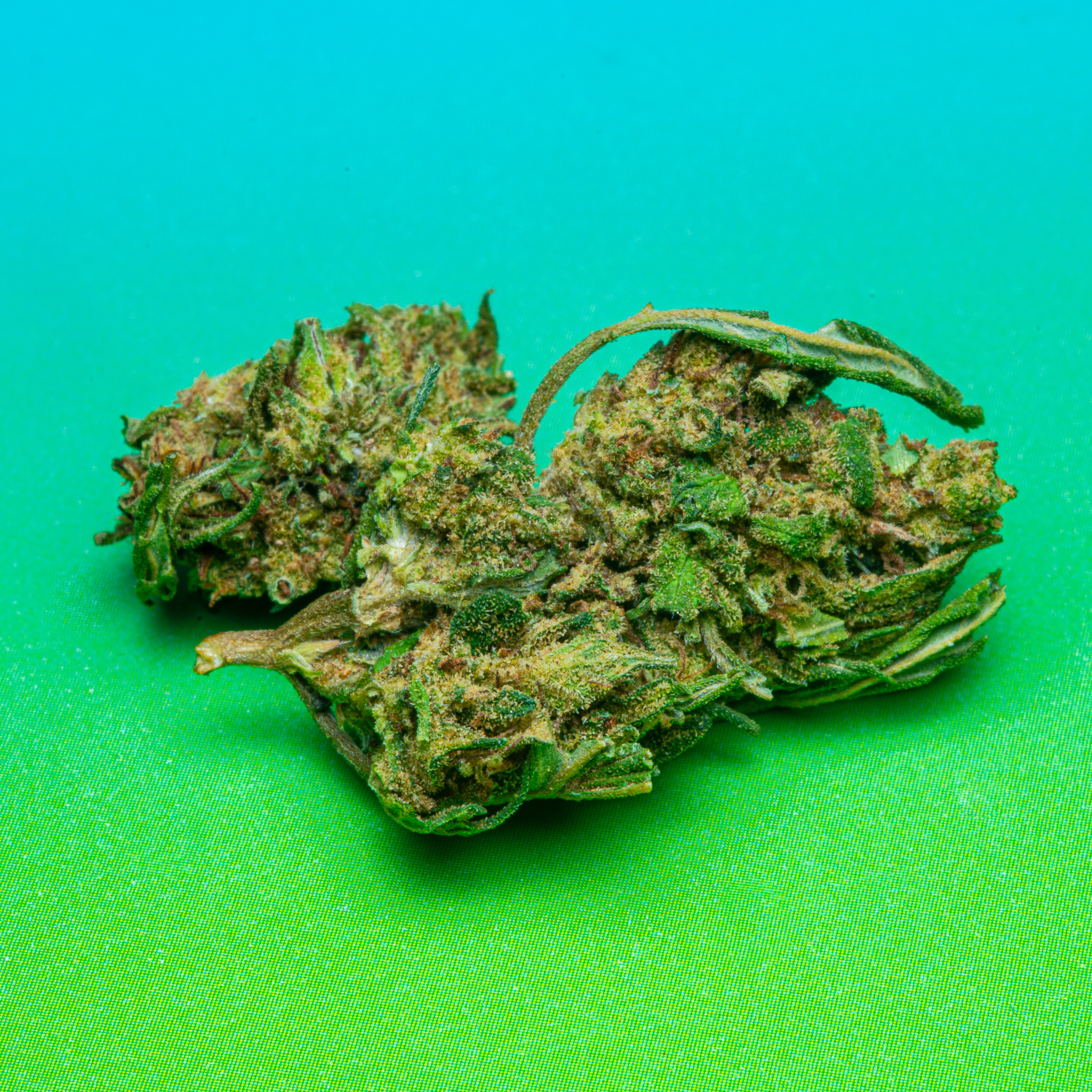 Le Club CBD (2026-02-11) Cannatomic HD-7