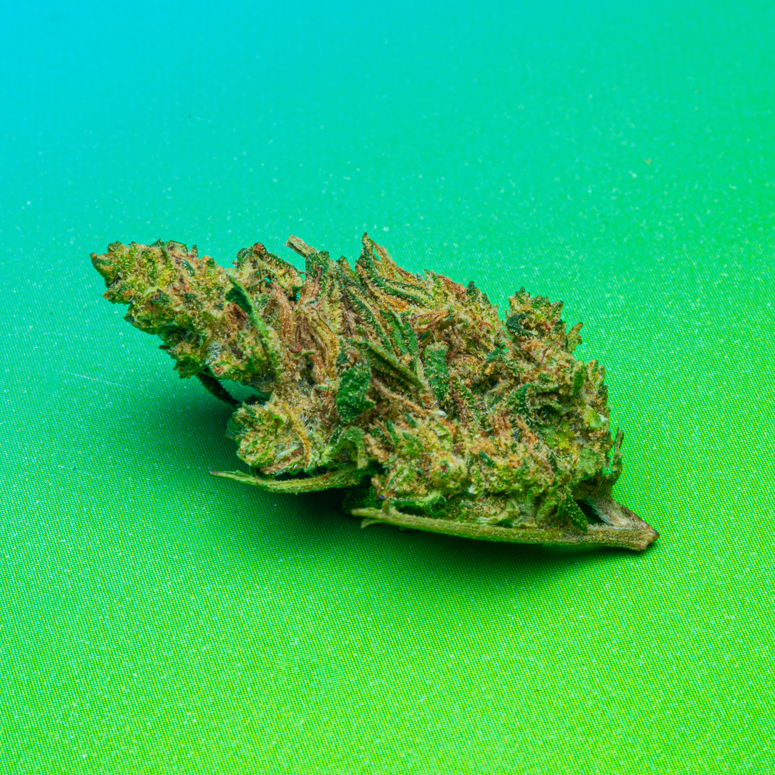 Le Club CBD (2026-02-11) Cannatomic HD-9