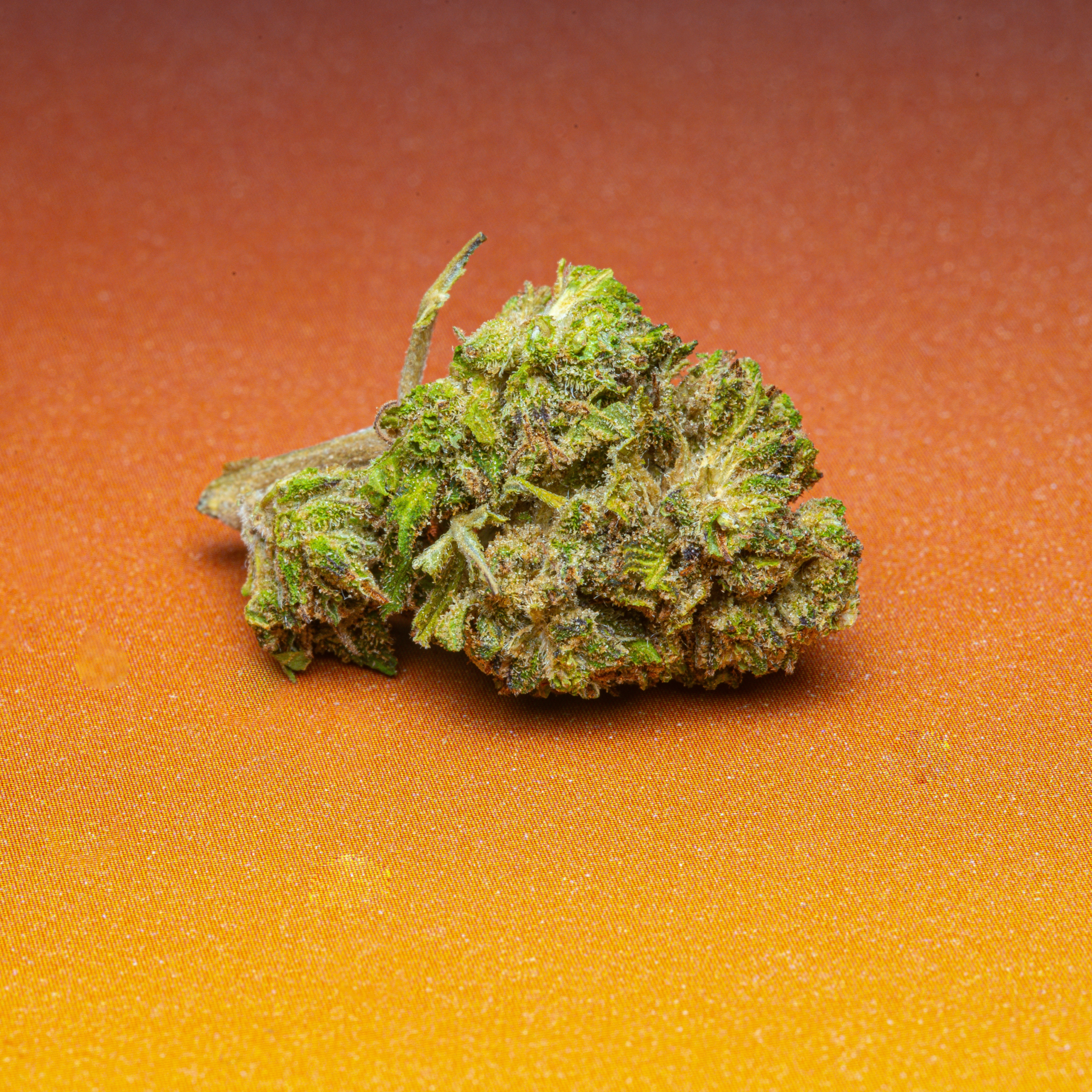 Le Club CBD (2026-02-11) Orange Bud HD-1