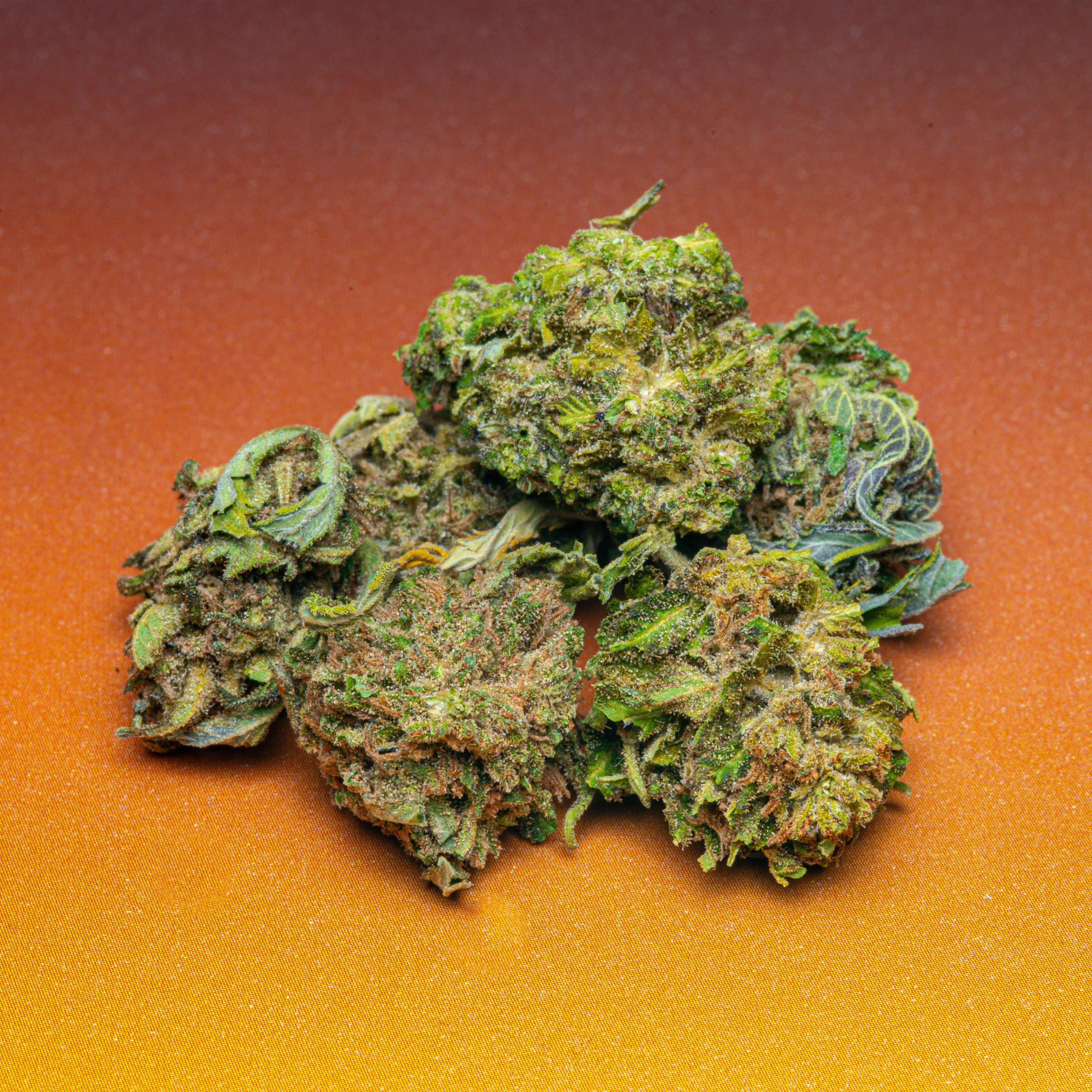 Le Club CBD (2026-02-11) Orange Bud HD-8